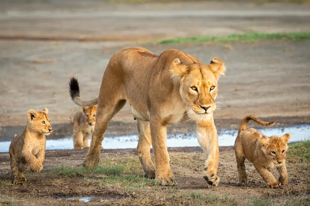 Lioness walking across the Serengeti with three cubs