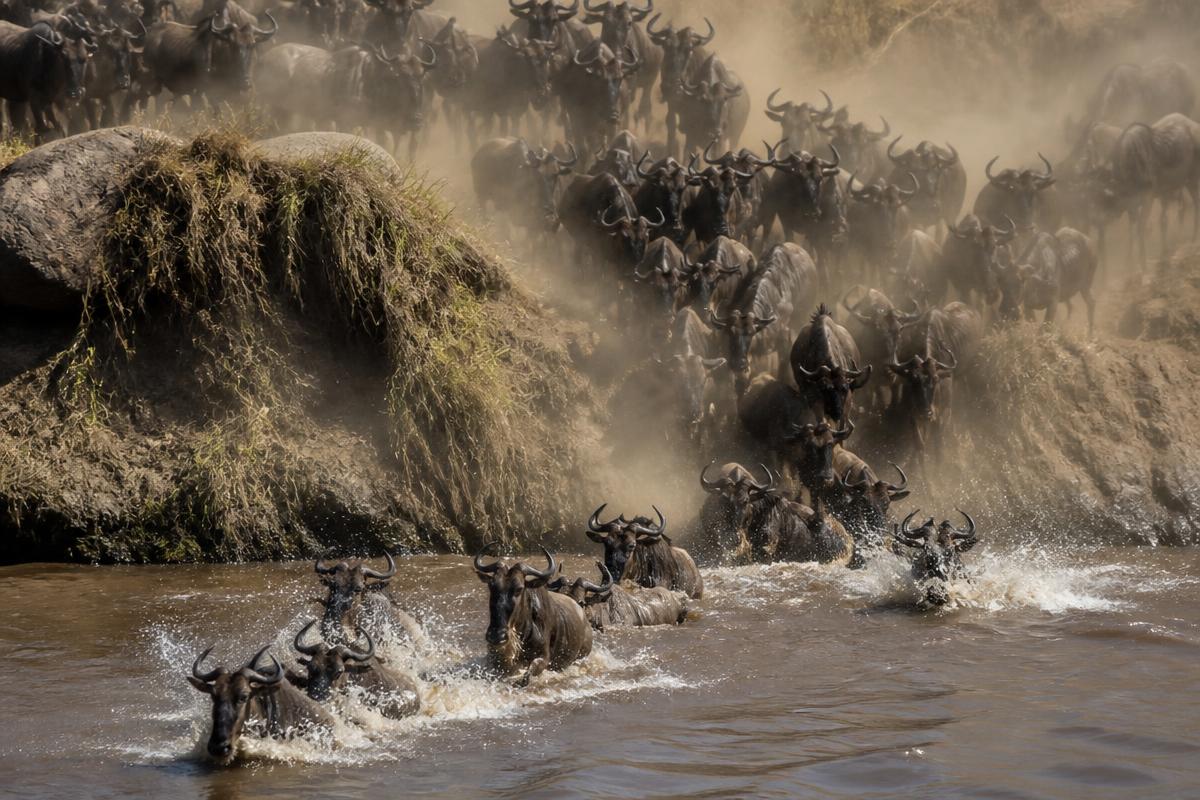 Wildebeest crossing a river in the Serengeti