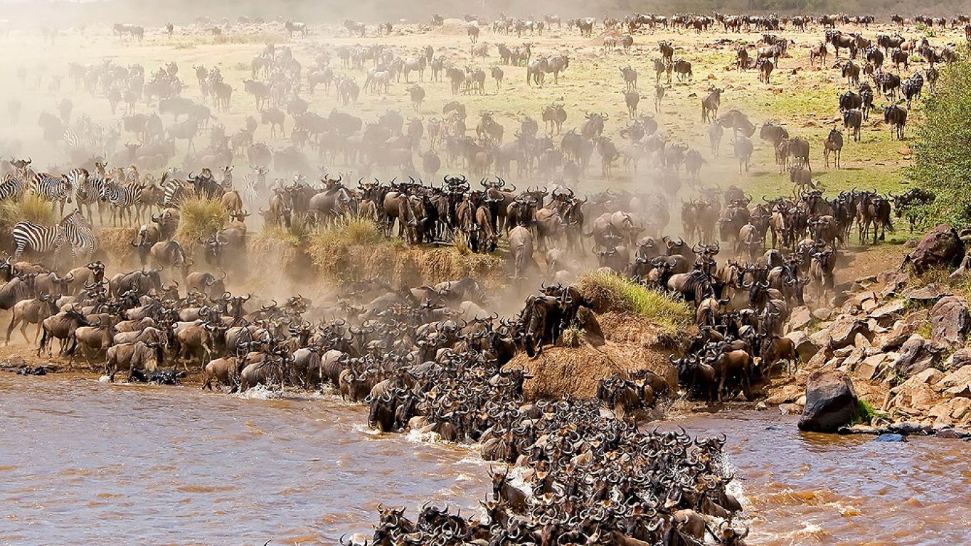 Luxury Migration Safari