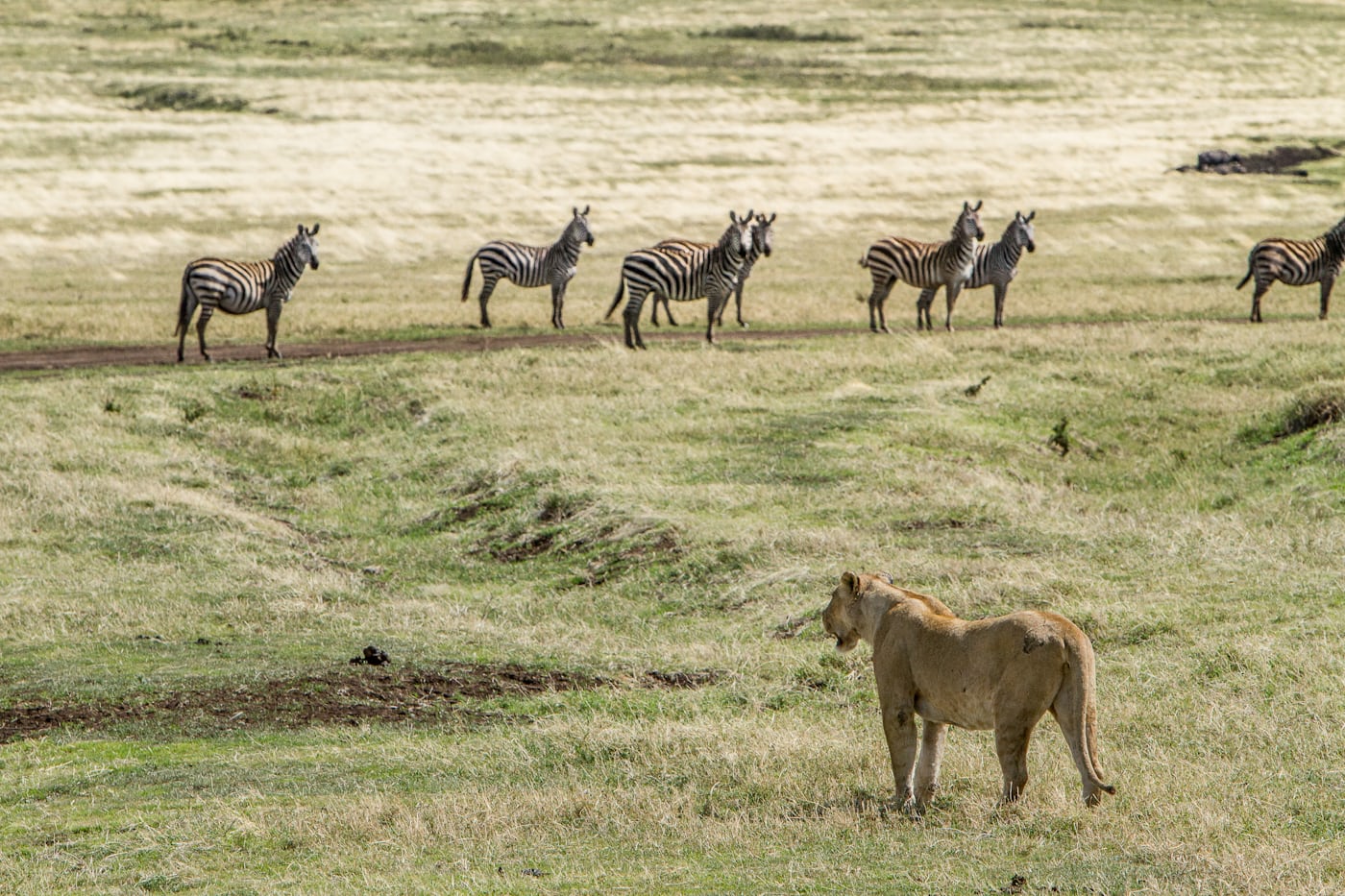 Classic Northern Circuit Safari