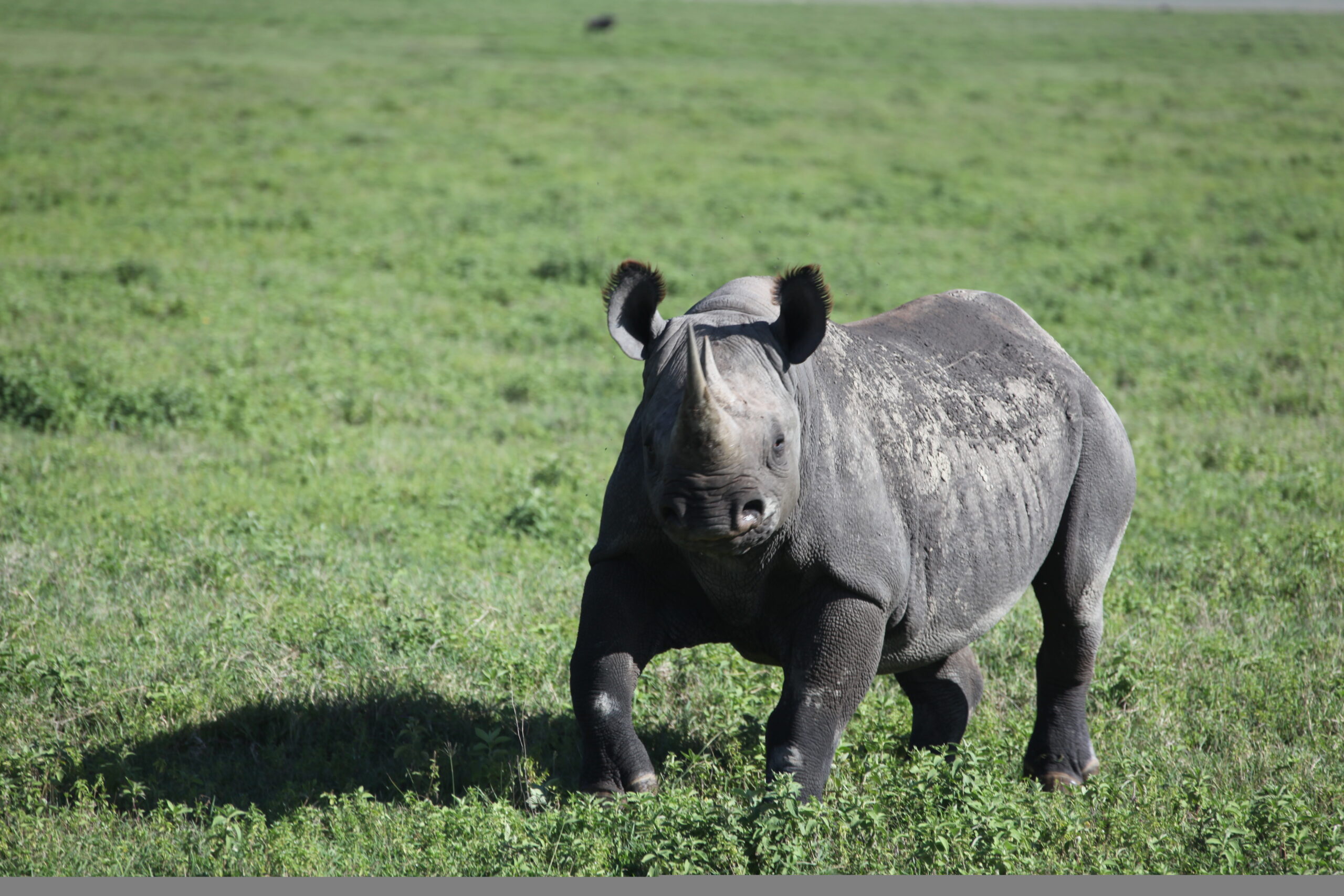 Big Five Safari