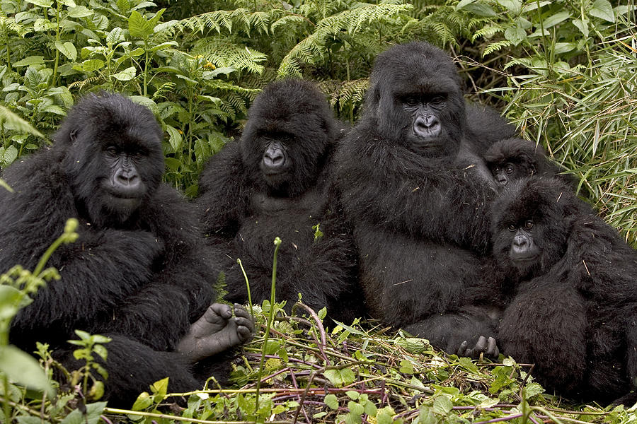 Gorilla Trekking in Rwanda
