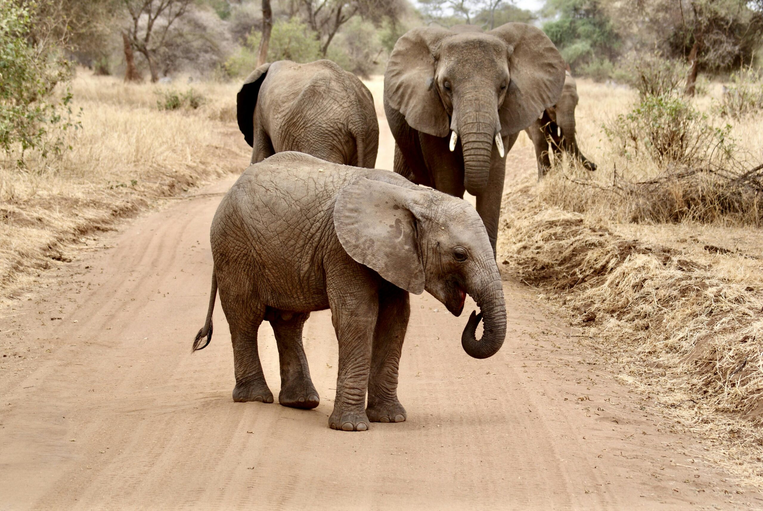 Elephants in Tarangire