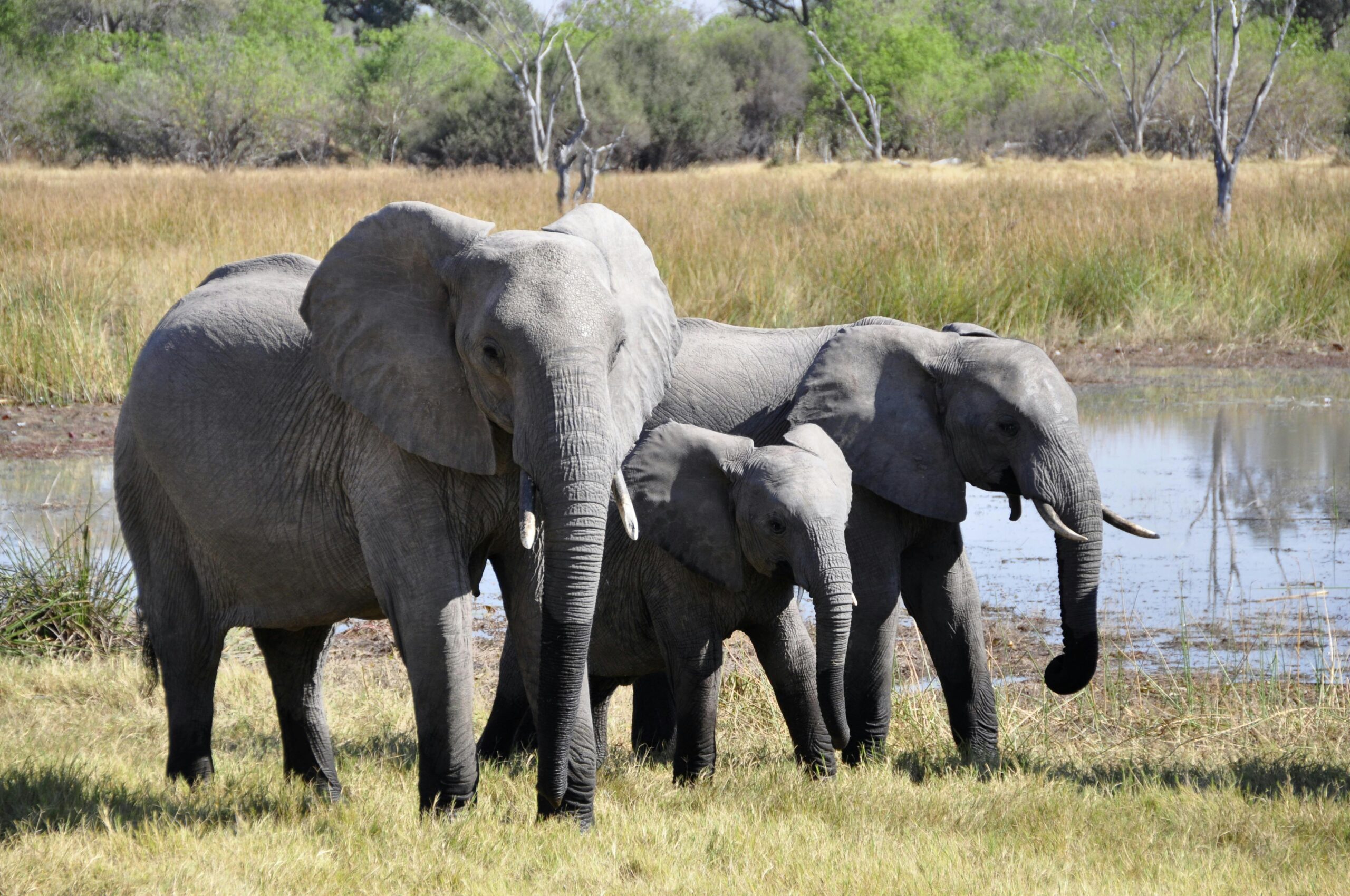 Serengeti Wildlife